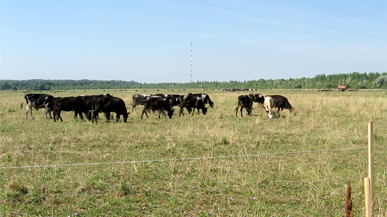 Летнее пастбищное содержание скота оздоровляет скот и увеличивает продуктивность